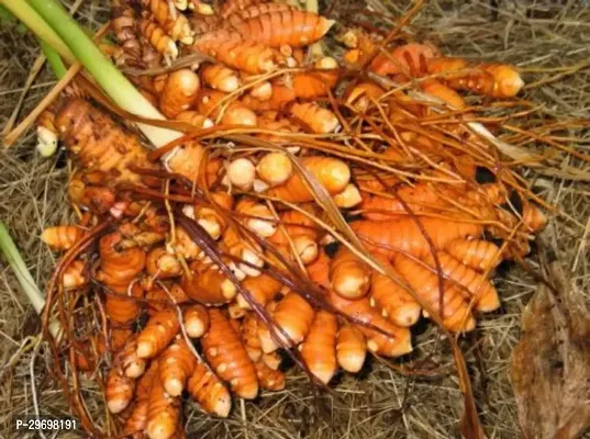 Turmeric Plant