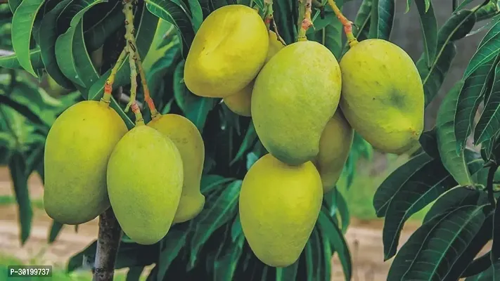 URAN Mango Plant