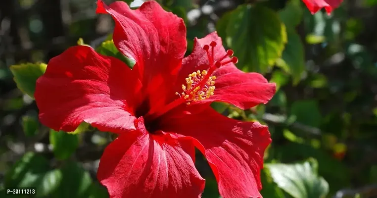 URAN Hibiscus Plant-thumb0