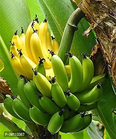 URAN Banana Plant-thumb0