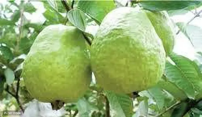 URAN Guava Plant-thumb0