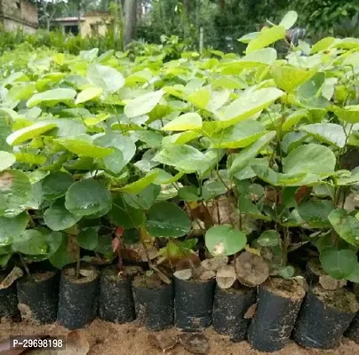 Red Sandalwood Plant-thumb0