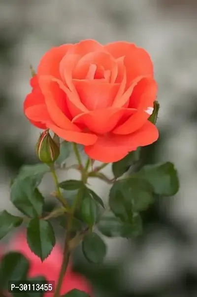 URAN Rose Plant-thumb0