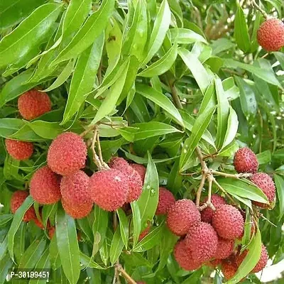 URAN Litchi Plant-thumb0