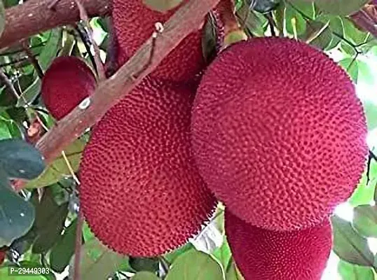 Jack Fruit Plant And Grafted Easy To Grow-thumb0