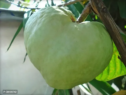 URAN Guava Plant