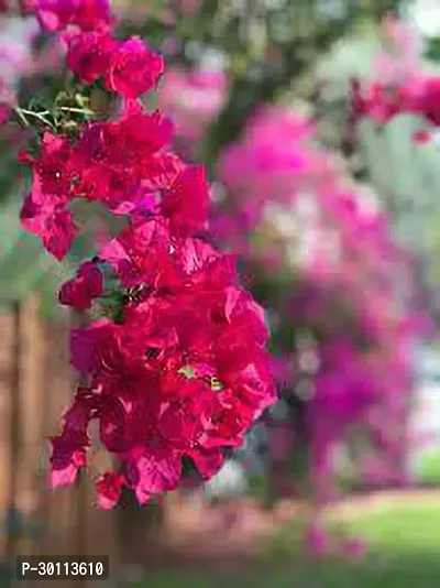 URAN Bougainvillea Plant