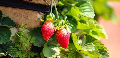 Strawberry Plant-thumb1