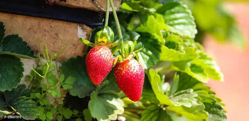 Strawberry Plant-thumb2