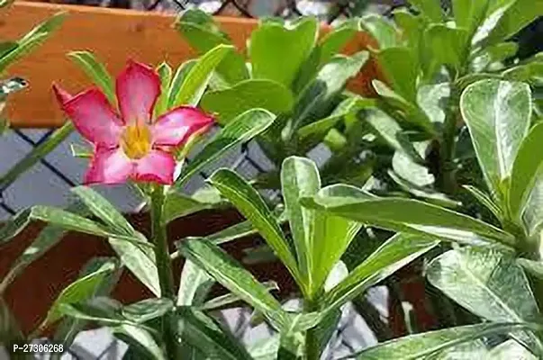 Adenium PlantHybrid And GraftedEasy To Grow[AN1001][a163]-thumb0