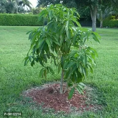 URAN Mango Plant-thumb0