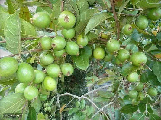 URAN Guava Plant