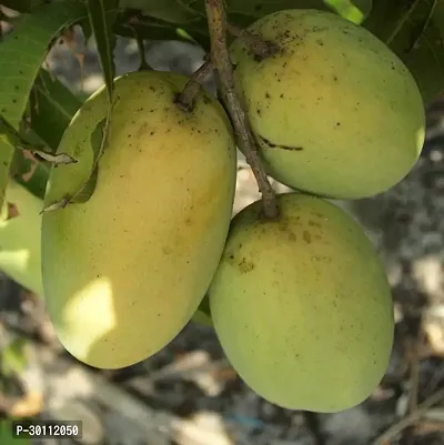 URAN Mango Plant-thumb0