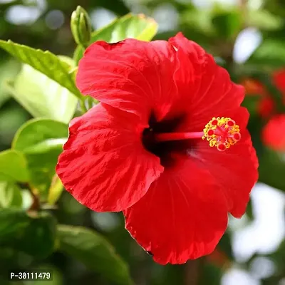 URAN Hibiscus Plant-thumb0