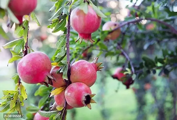 URAN Pomegranate Plant