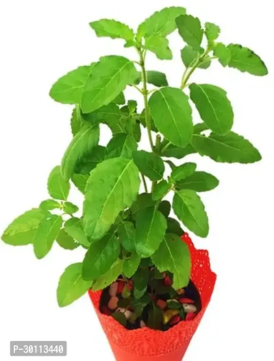 URAN Tulsi Plant-thumb0