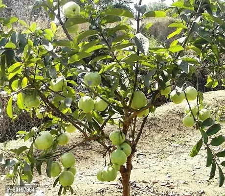 URAN  Guava Plant-thumb0