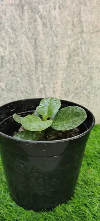 URAN Kalanchoe Plant-thumb1