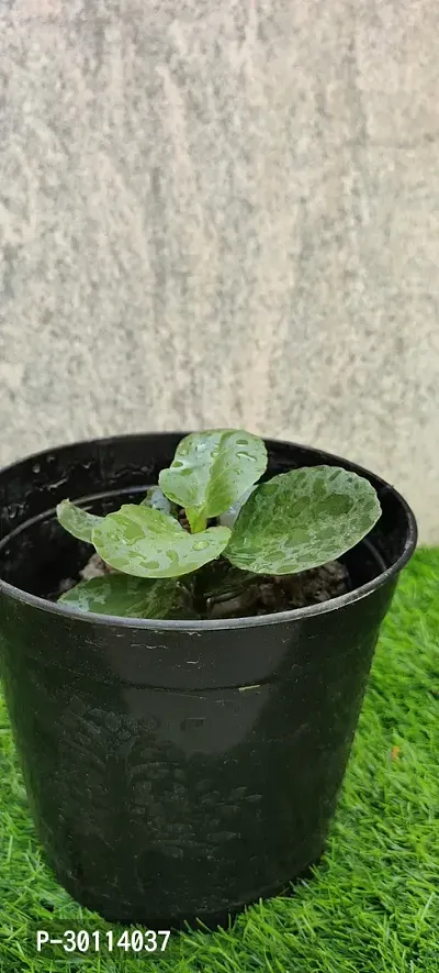 URAN Kalanchoe Plant-thumb2