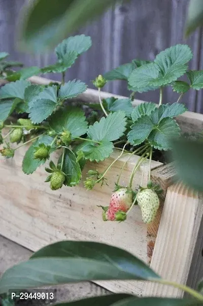 Strawberry PlantHybrid And Grafted Easy To Grow | Plant With Growing Bag| Plant Hight 1.5-1.172 Fit [S685]