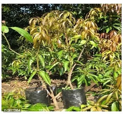 URAN Mango Plant-thumb0