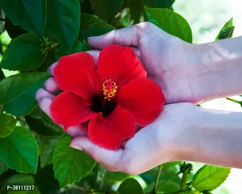 URAN Hibiscus Plant-thumb0