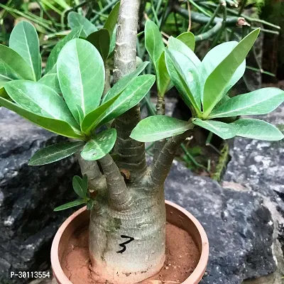 URAN Adenium Plant-thumb2