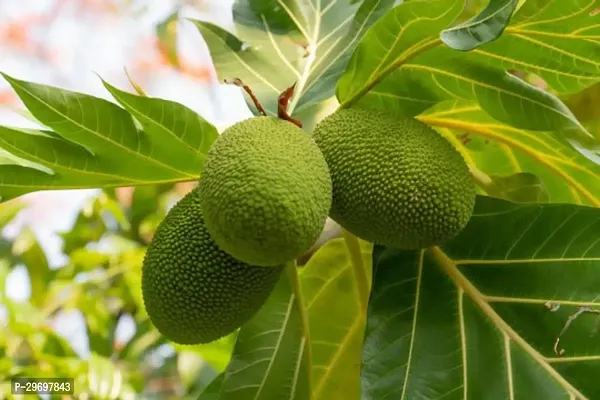 Jackfruit Plant-thumb0