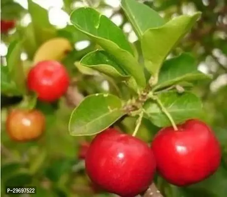 Cherry Fruit Plant-thumb0