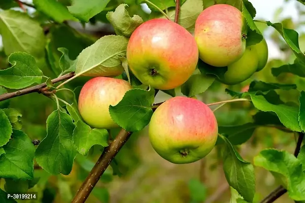 URAN Apple Plant-thumb2