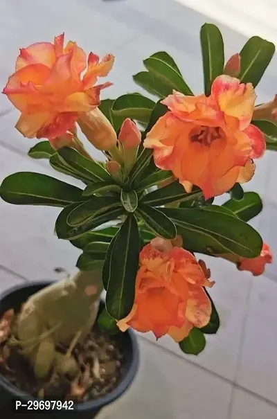 Adenium Plant-thumb0