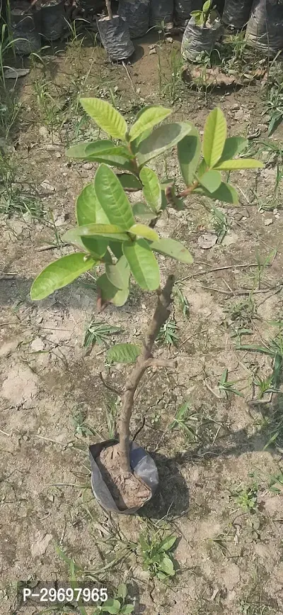 Guava Plant-thumb3