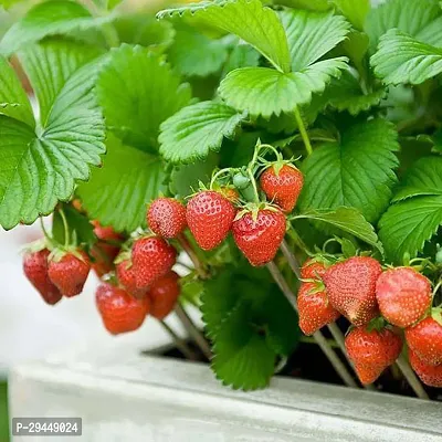 Strawberry PlantHybrid And Grafted Easy To Grow | Plant With Growing Bag| Plant Hight 1.5-1.183 Fit [S696]-thumb0