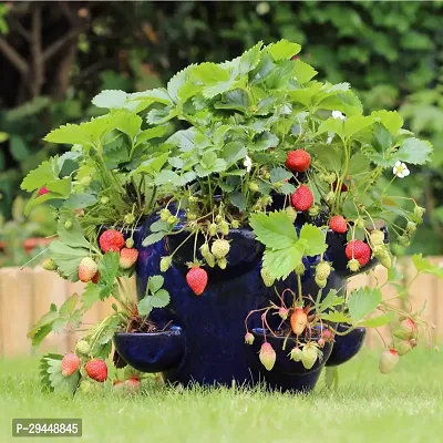 Strawberry  Hybrid Plant And Grafted Easy To Grow-thumb0