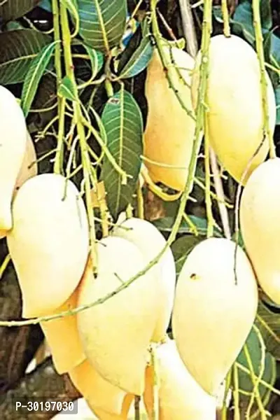 URAN  Mango Plant-thumb0