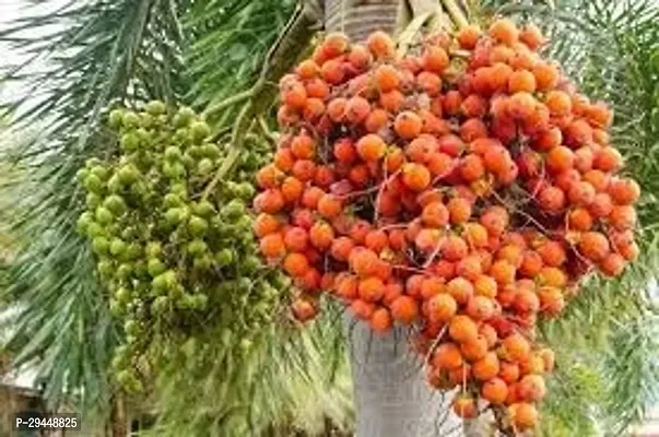 Betel Nut/Supari PlantHybrid And Grafted Easy To Grow | Plant With Growing Bag| Plant Hight 1.5-1.76 Fit [S589]-thumb0