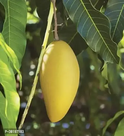 URAN  Mango Plant-thumb0