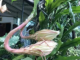 Brahma Kamal Hybrid Plant And Grafted Easy To Grow-thumb1