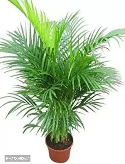 Areca PalmHybrid And GraftedEasy To Grow[AN1001][a261]-thumb0