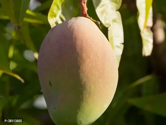 URAN Mango Plant-thumb0