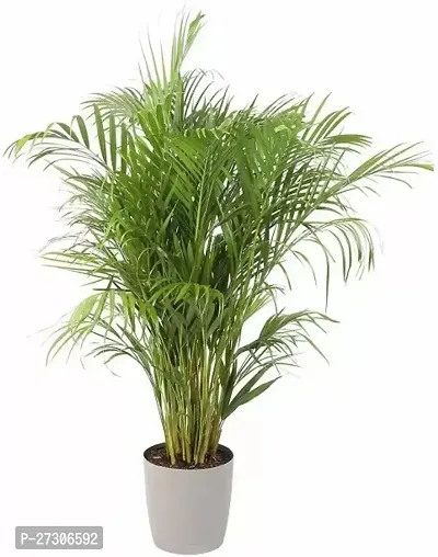 Areca PalmHybrid And GraftedEasy To Grow[AN1001][a482]-thumb0