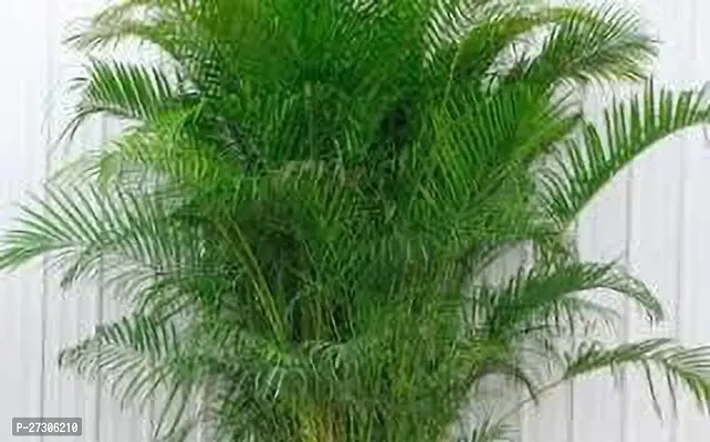 Areca PalmHybrid And GraftedEasy To Grow[AN1001][a105]-thumb0