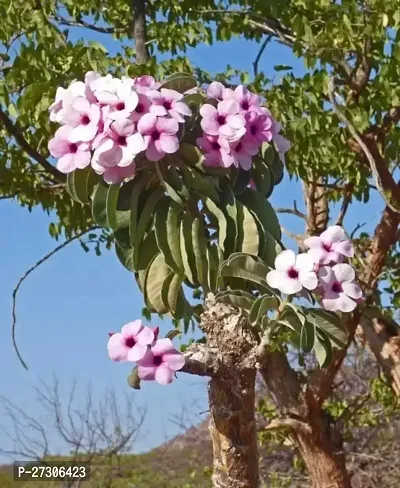 Adenium PlantHybrid And GraftedEasy To Grow[AN1001][a316]