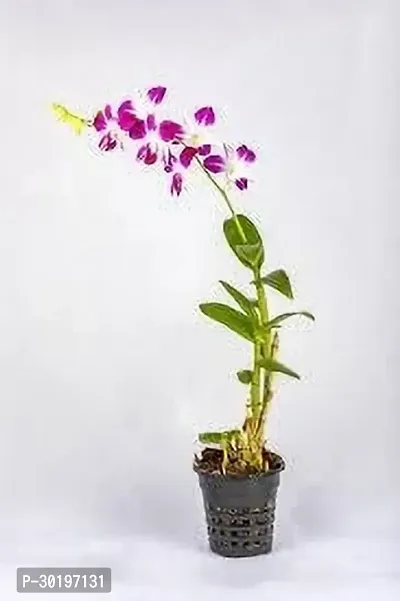 URAN  Orchid Plant-thumb0