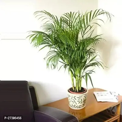 Areca PalmHybrid And GraftedEasy To Grow[AN1001][a347]-thumb0