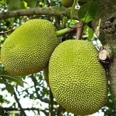 Jackfruit Plant-thumb0