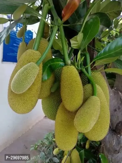 Jackfruit Plant-thumb0