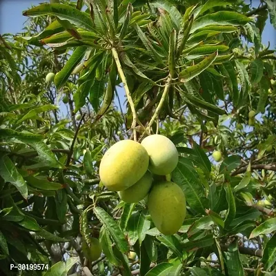 URAN Mango Plant-thumb0