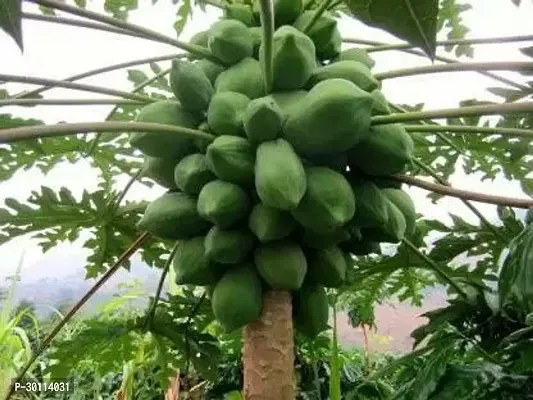 URAN Papaya Plant