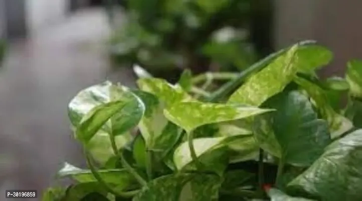 URAN  Money Plant